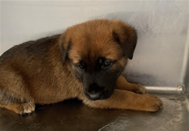 Adoptable Dog