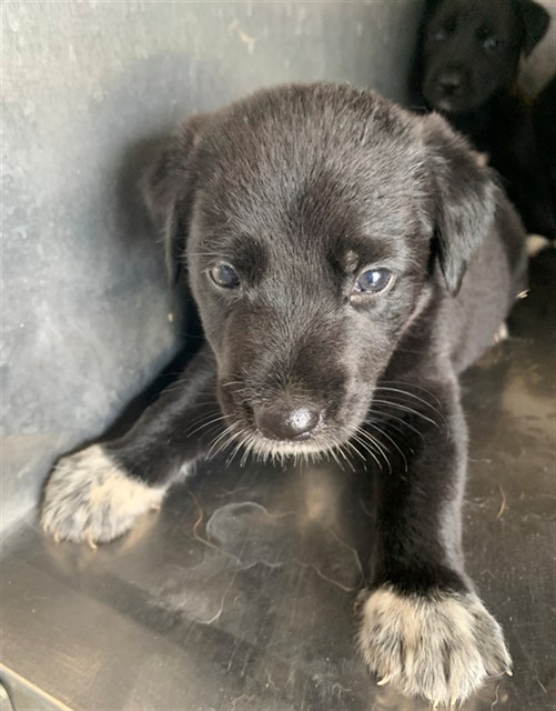 Adoptable Dog