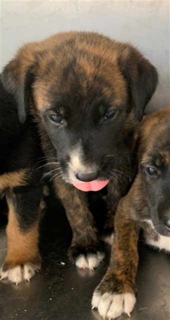 Adoptable Dog