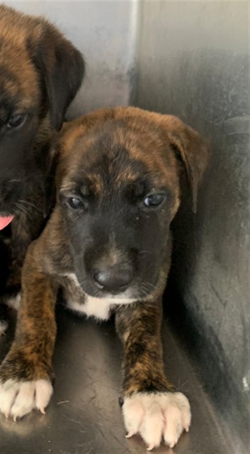Adoptable Dog