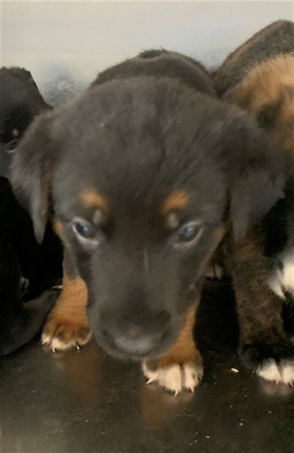 Adoptable Dog
