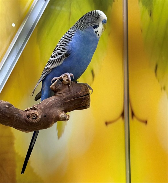 Adoptable Bird