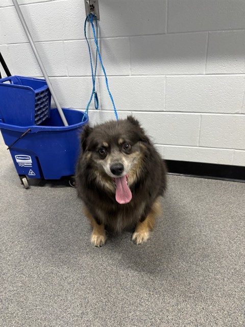 Cooper
