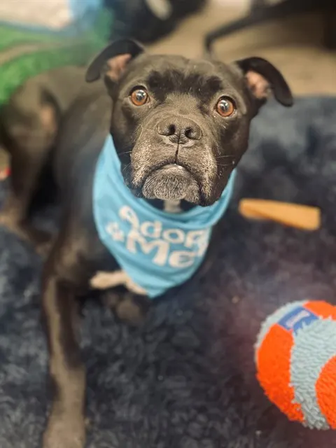 Georgie - In Foster