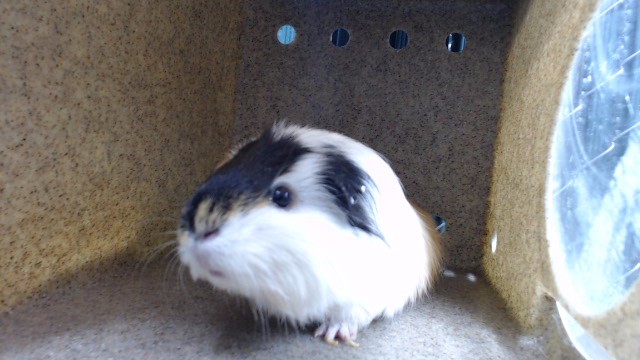 Bichota