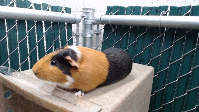 Peppa