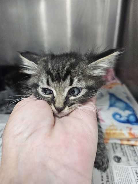 Adoptable Cat