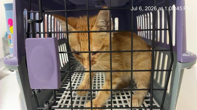 Adoptable Cat