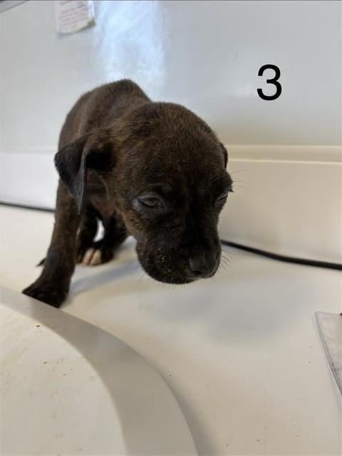 Adoptable Dog