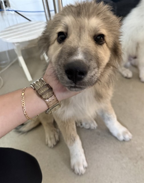 Klondike