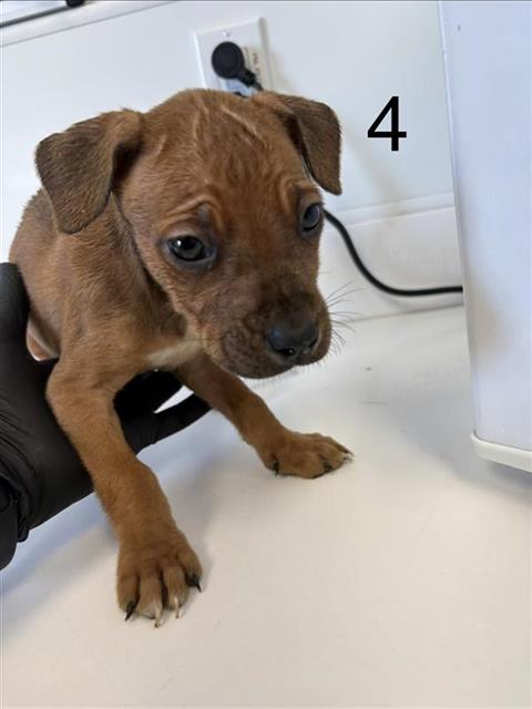 Adoptable Dog