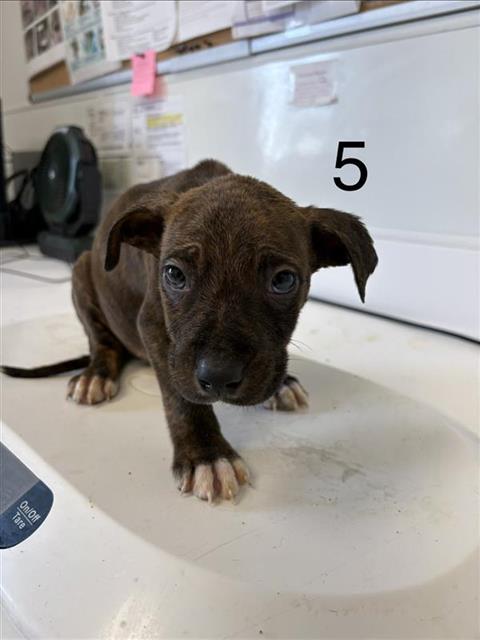 Adoptable Dog