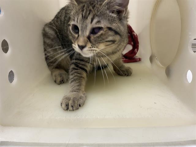 Adoptable Cat