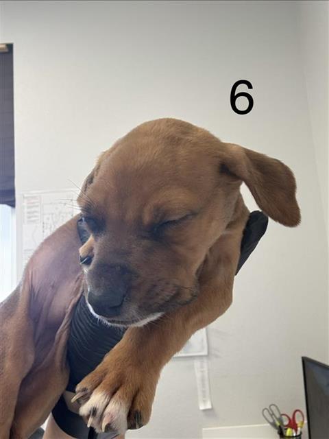 Adoptable Dog