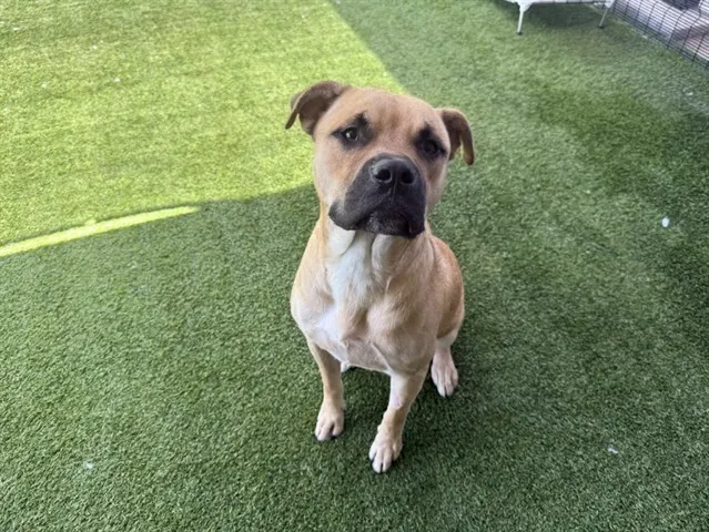 Benji