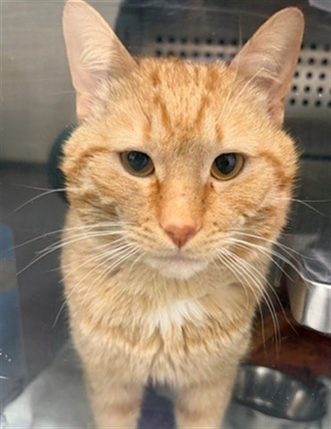 Adoptable Cat