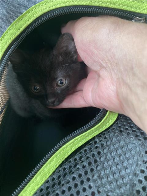 Licorice