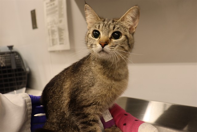 Adoptable Cat