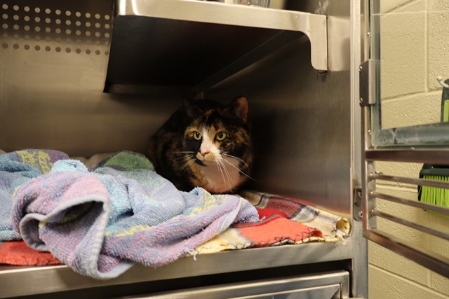 Adoptable Cat