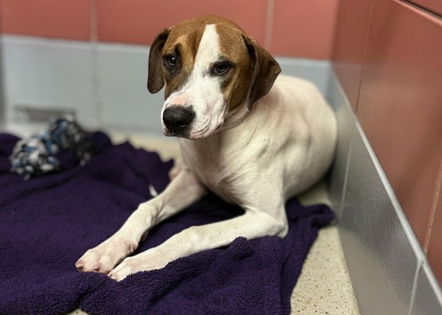 Adoptable Dog