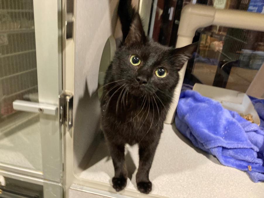 Coco