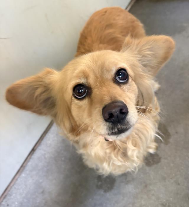Adoptable Dog