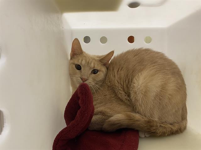 Adoptable Cat