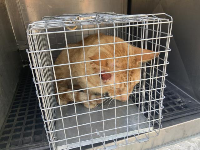 Adoptable Cat