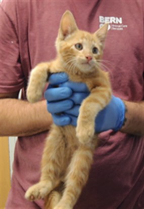 Simba