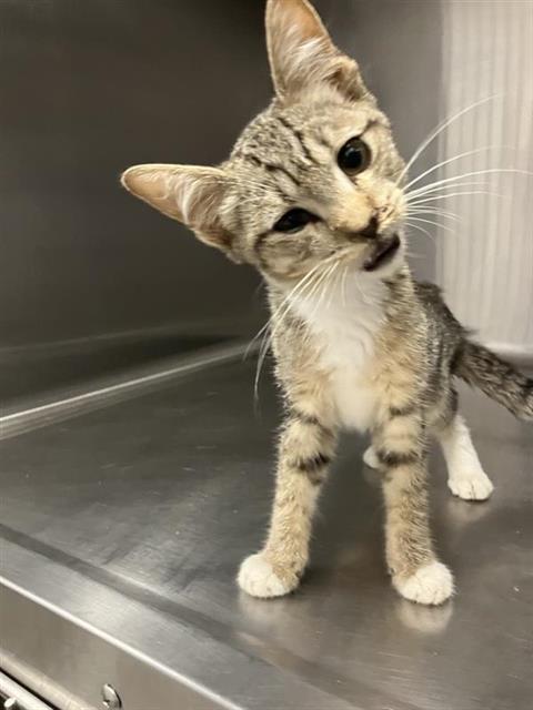 Adoptable Cat