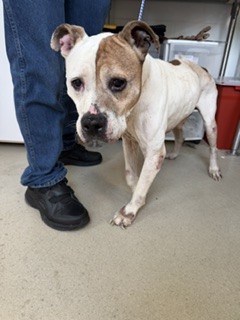 Adoptable Dog