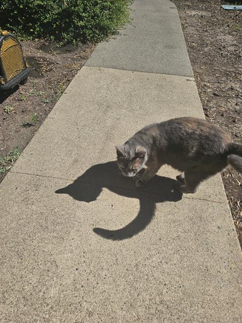 Adoptable Cat