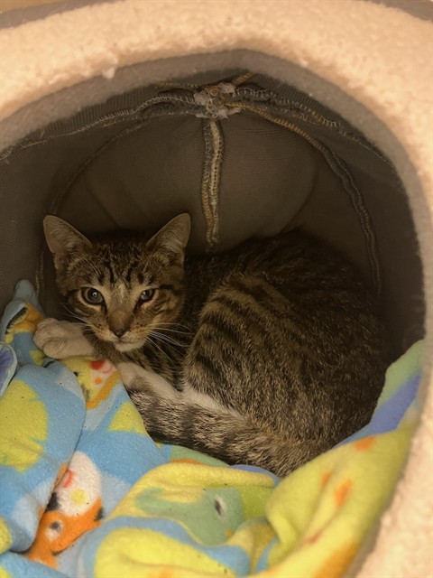 Adoptable Cat