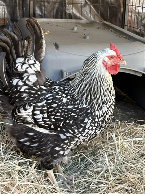 Adoptable Bird