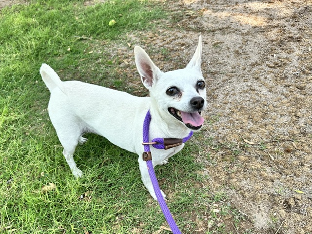 Bonita