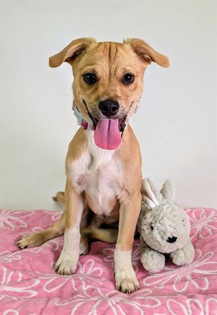 Adoptable Dog