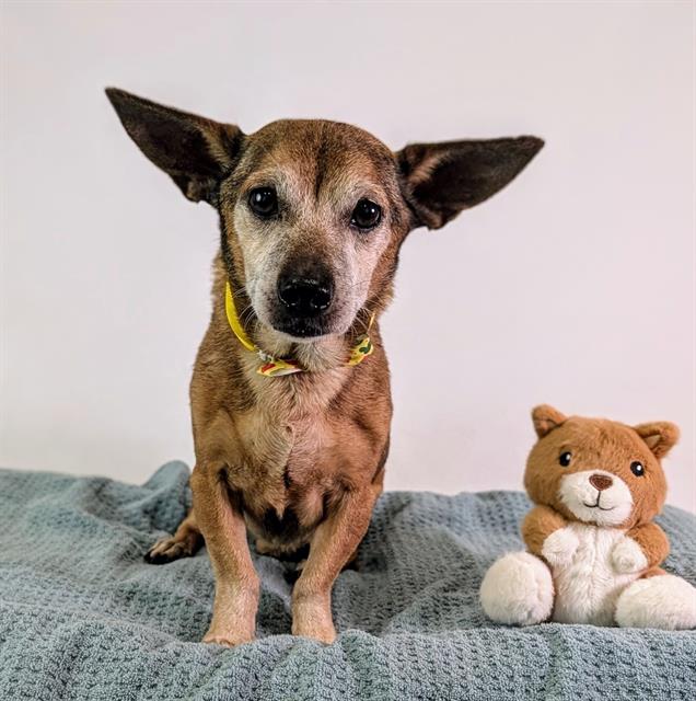 Adoptable Dog