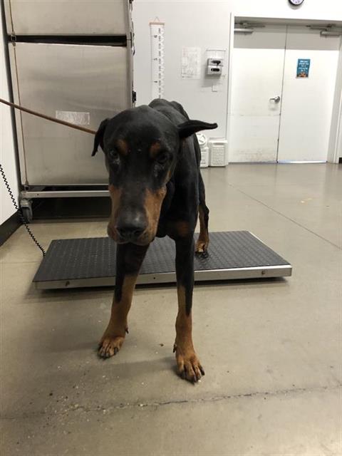 Adoptable Dog