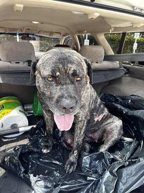 Adoptable Dog