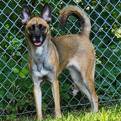 Shenzi