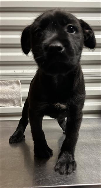 Darby