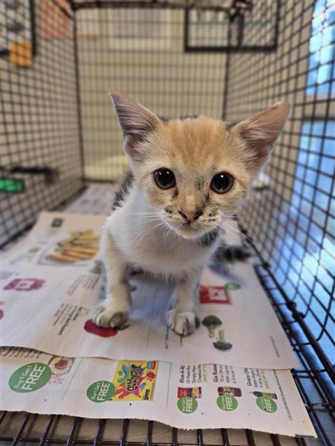 Adoptable Cat