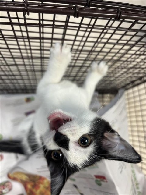 Adoptable Cat