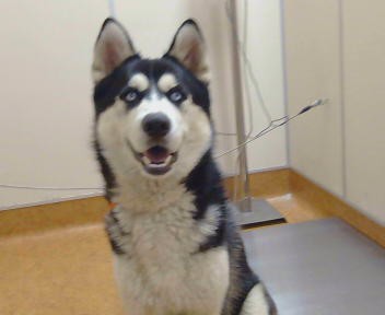 Adoptable Dog