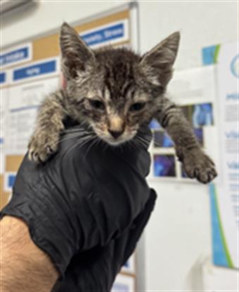 Adoptable Cat