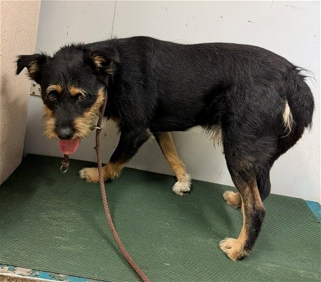 Adoptable Dog