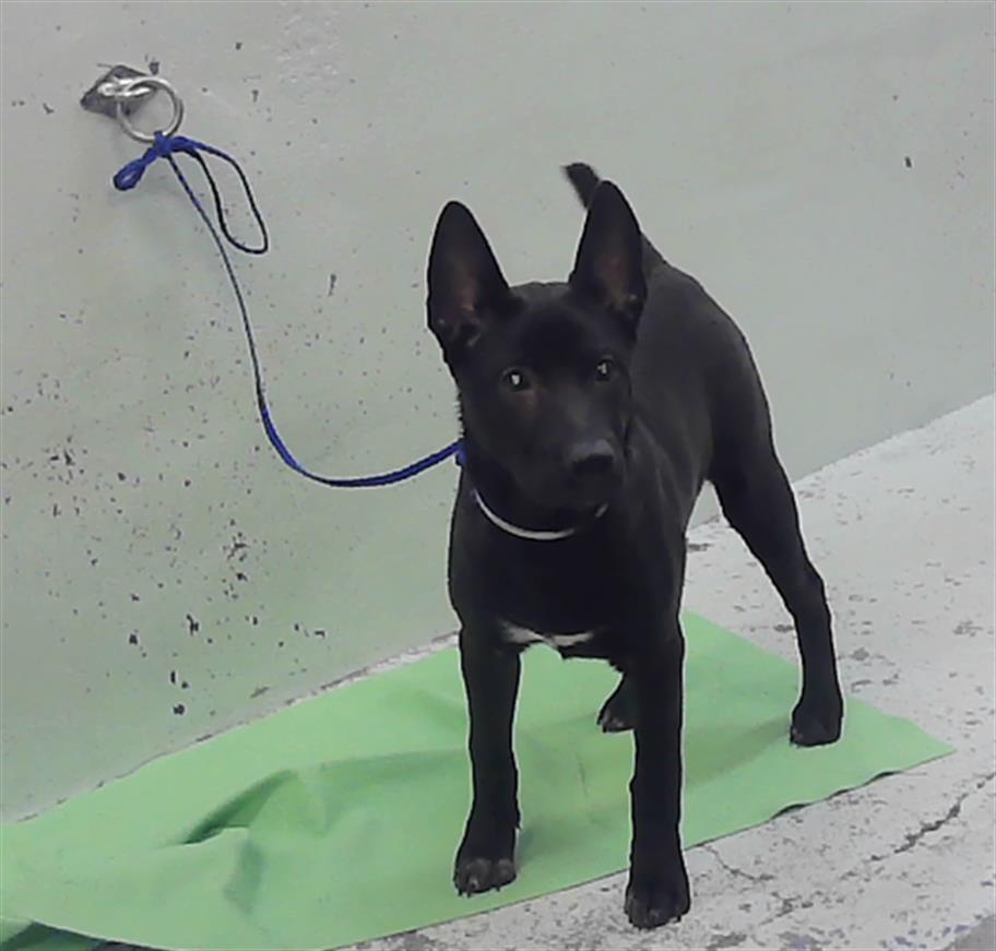 Adoptable Dog