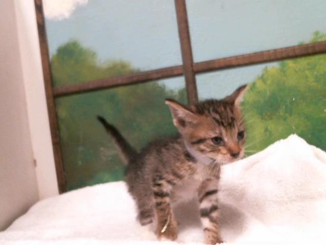 Adoptable Cat