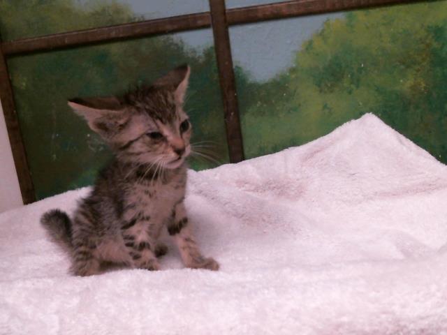 Adoptable Cat