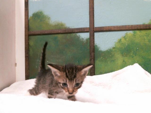 Adoptable Cat